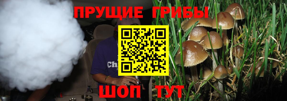 Псилоцибиновые грибы Psilocybine cubensis Гусев